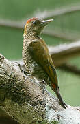 Red-rumped Woodpecker