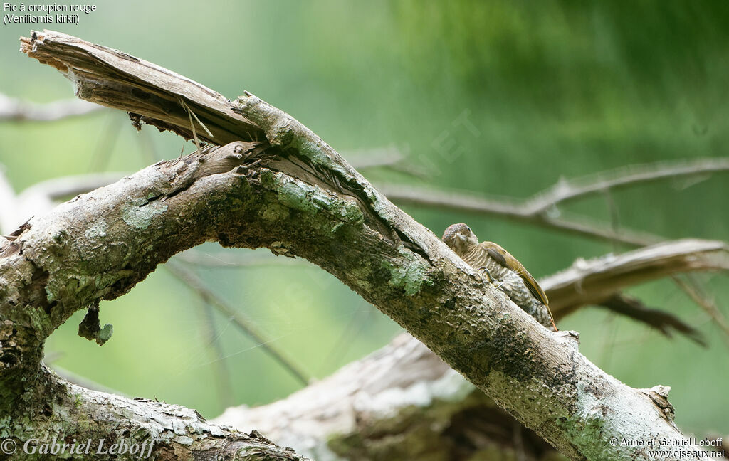 Red-rumped Woodpecker