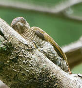 Red-rumped Woodpecker