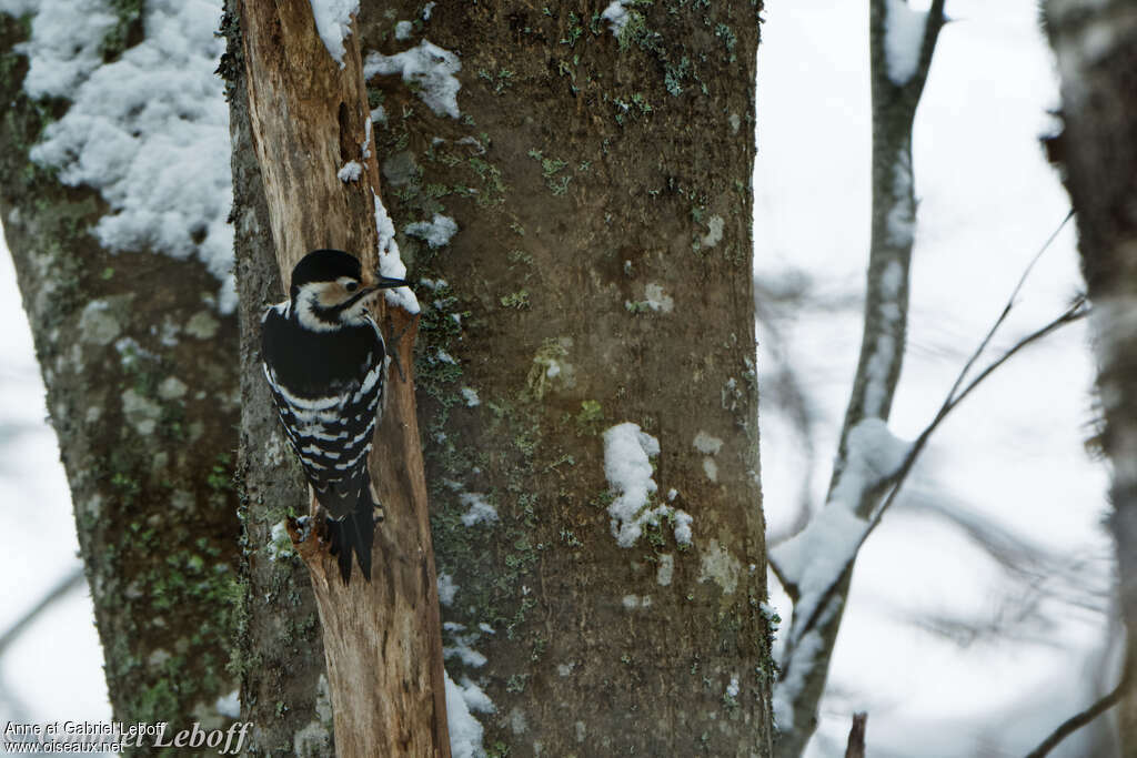 White-backed Woodpecker female adult breeding, pigmentation