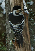 White-backed Woodpecker