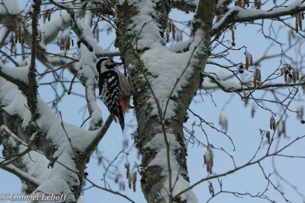 White-backed Woodpecker female adult, habitat, fishing/hunting