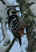 White-backed Woodpecker