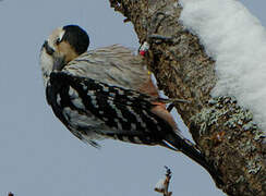 White-backed Woodpecker