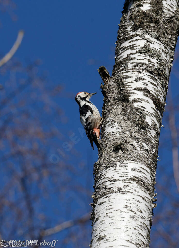 White-backed Woodpecker male adult breeding, identification