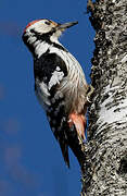 White-backed Woodpecker