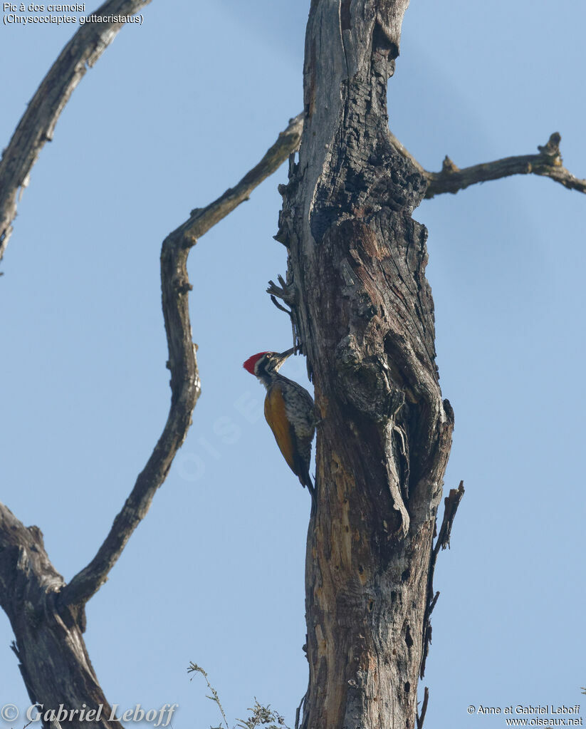 Greater Flameback male