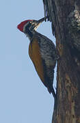 Greater Flameback