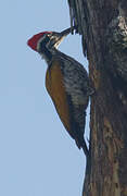 Greater Flameback