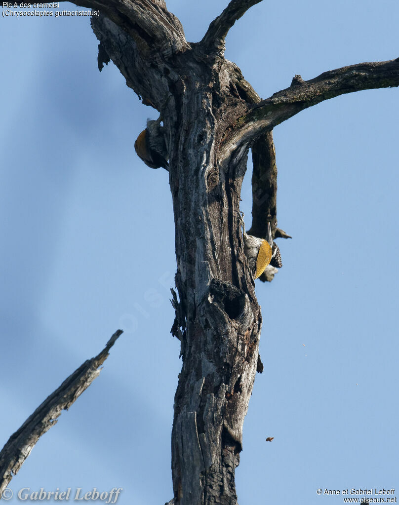 Pic à dos cramoisi femelle