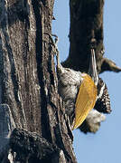 Greater Flameback