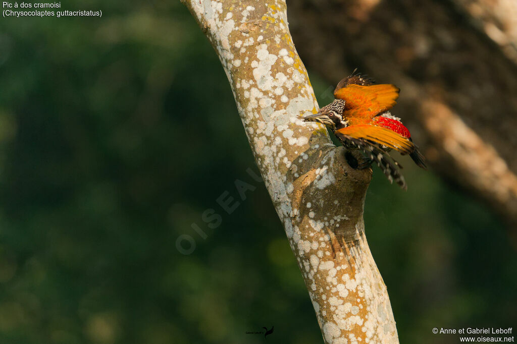 Pic à dos cramoisi - Pic de Tickell<br /> femelle