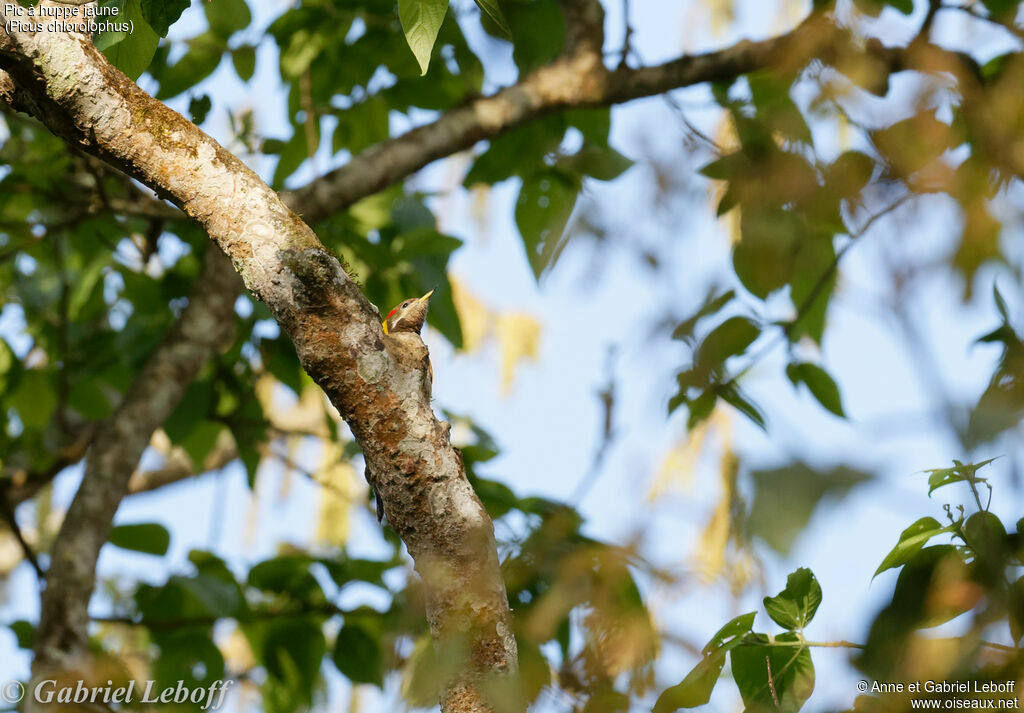 Lesser Yellownape female adult