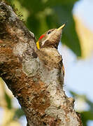 Lesser Yellownape