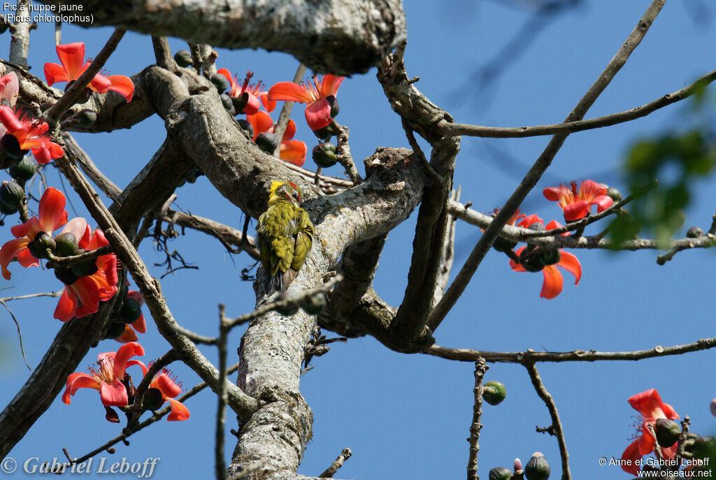 Lesser Yellownape male