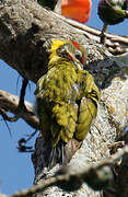 Lesser Yellownape