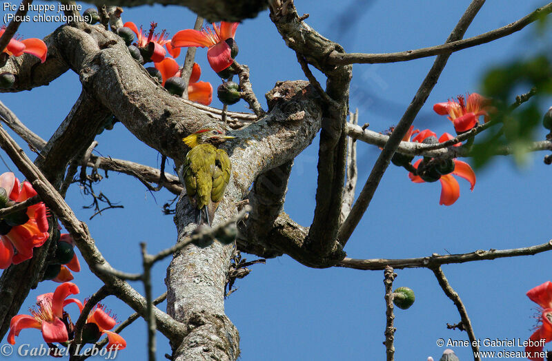 Lesser Yellownape male