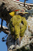 Lesser Yellownape