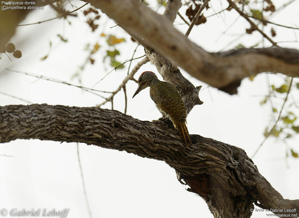 Golden-tailed Woodpecker