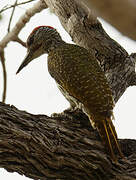 Golden-tailed Woodpecker