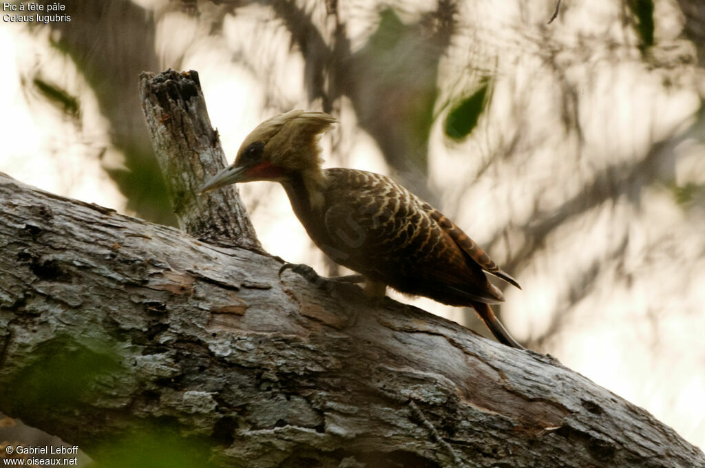 Pale-crested Woodpecker