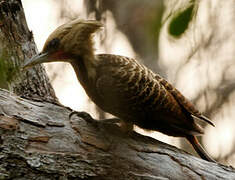 Pale-crested Woodpecker