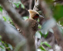 Pale-crested Woodpecker