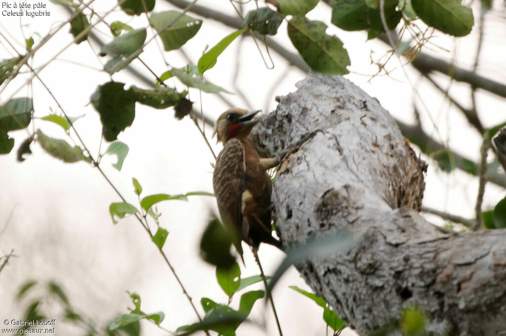 Pale-crested Woodpecker