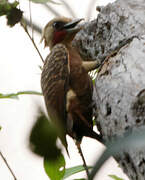 Pale-crested Woodpecker