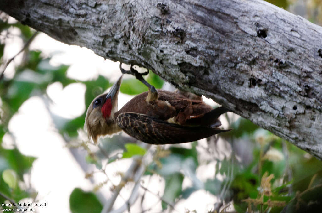 Pale-crested Woodpecker male adult, pigmentation, fishing/hunting, Behaviour