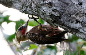 Pale-crested Woodpecker