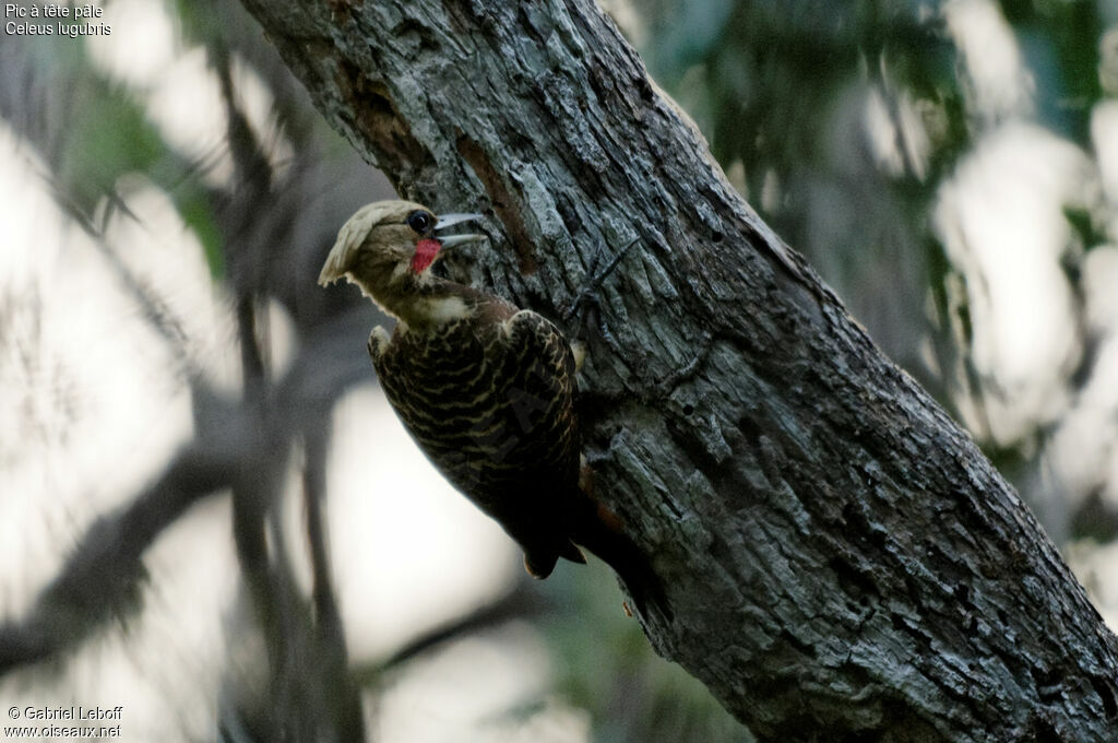 Pale-crested Woodpecker male adult, fishing/hunting