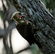 Pale-crested Woodpecker