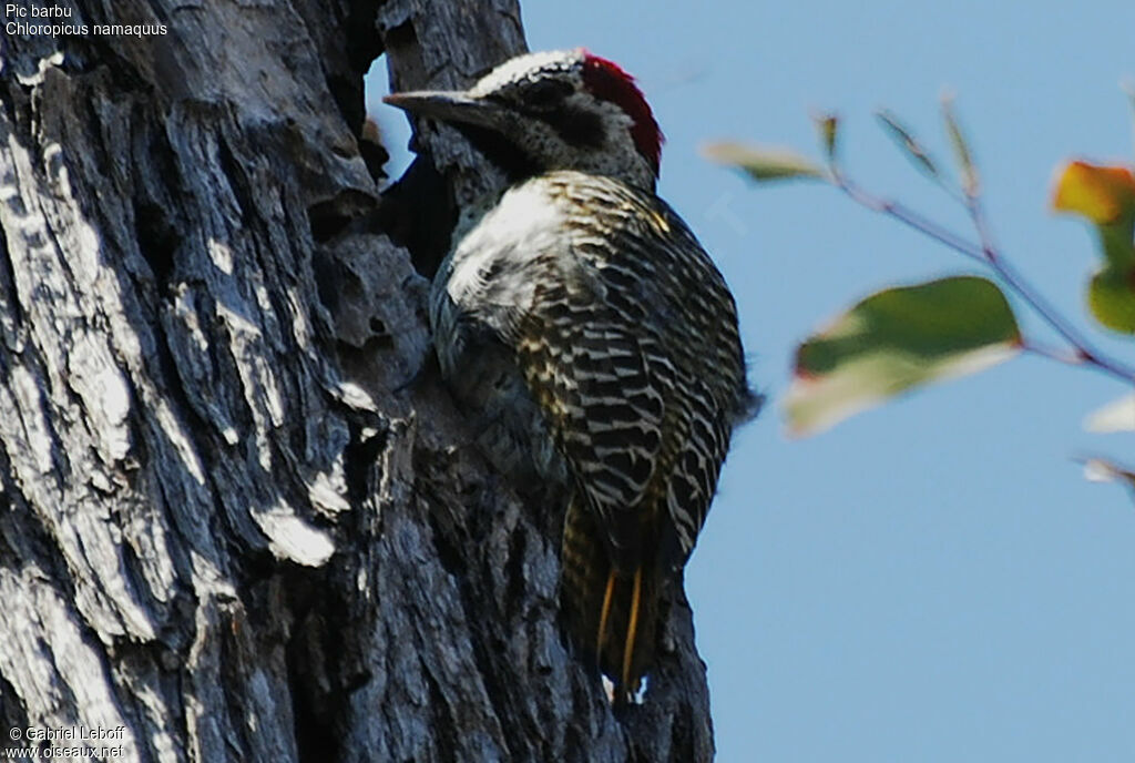 Bearded Woodpecker