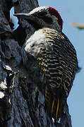 Bearded Woodpecker