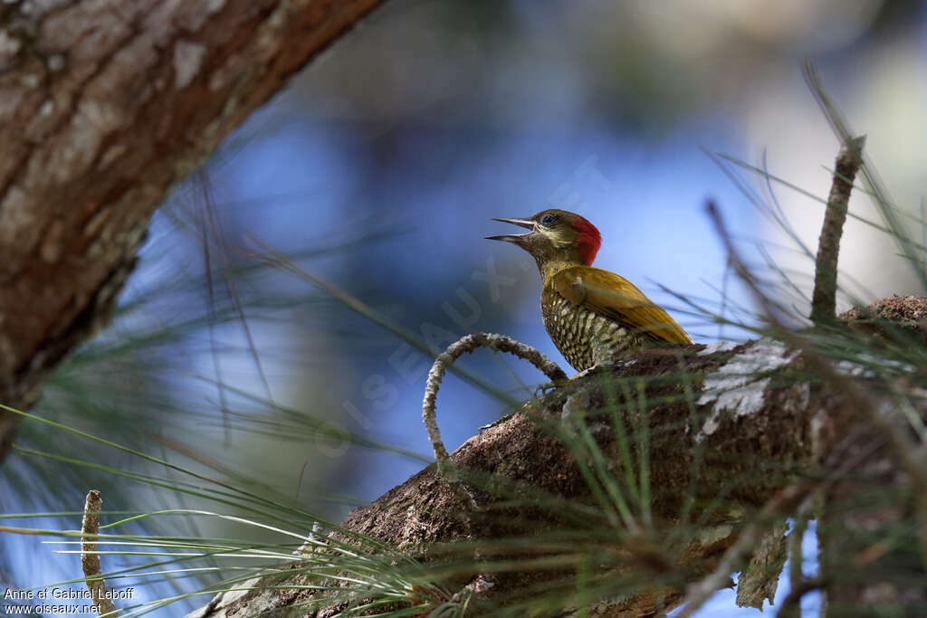 Stripe-cheeked Woodpecker female