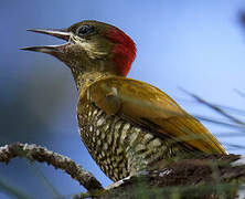 Stripe-cheeked Woodpecker