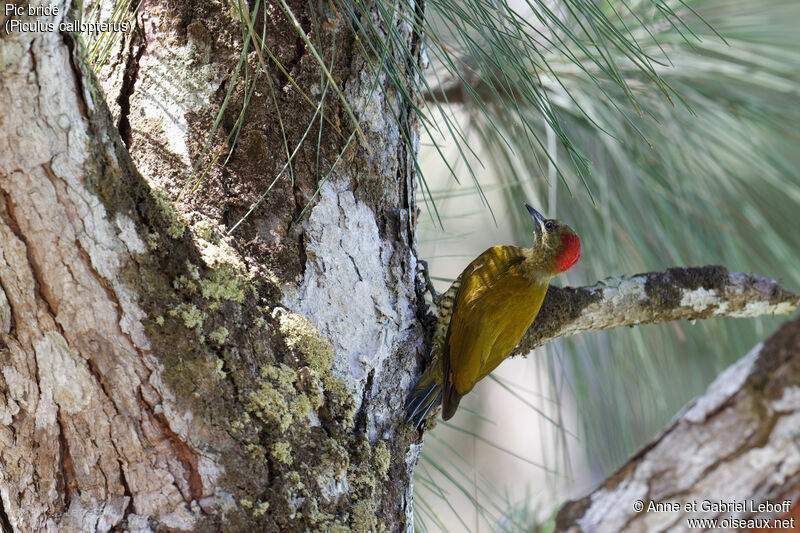 Stripe-cheeked Woodpecker female