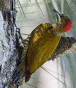 Stripe-cheeked Woodpecker