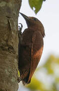 Rufous Woodpecker