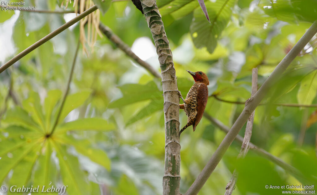 Cinnamon Woodpecker male