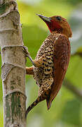 Cinnamon Woodpecker