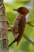 Cinnamon Woodpecker