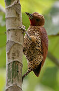 Cinnamon Woodpecker