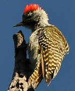 Cardinal Woodpecker