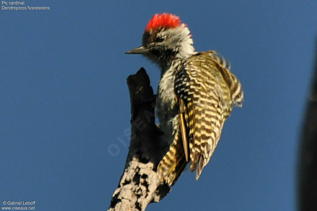 Pic cardinal
