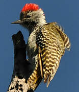 Cardinal Woodpecker