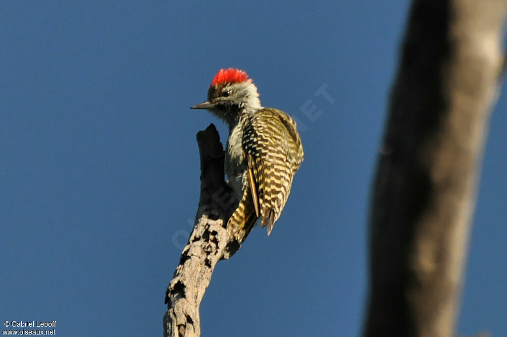 Cardinal Woodpecker