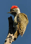 Cardinal Woodpecker