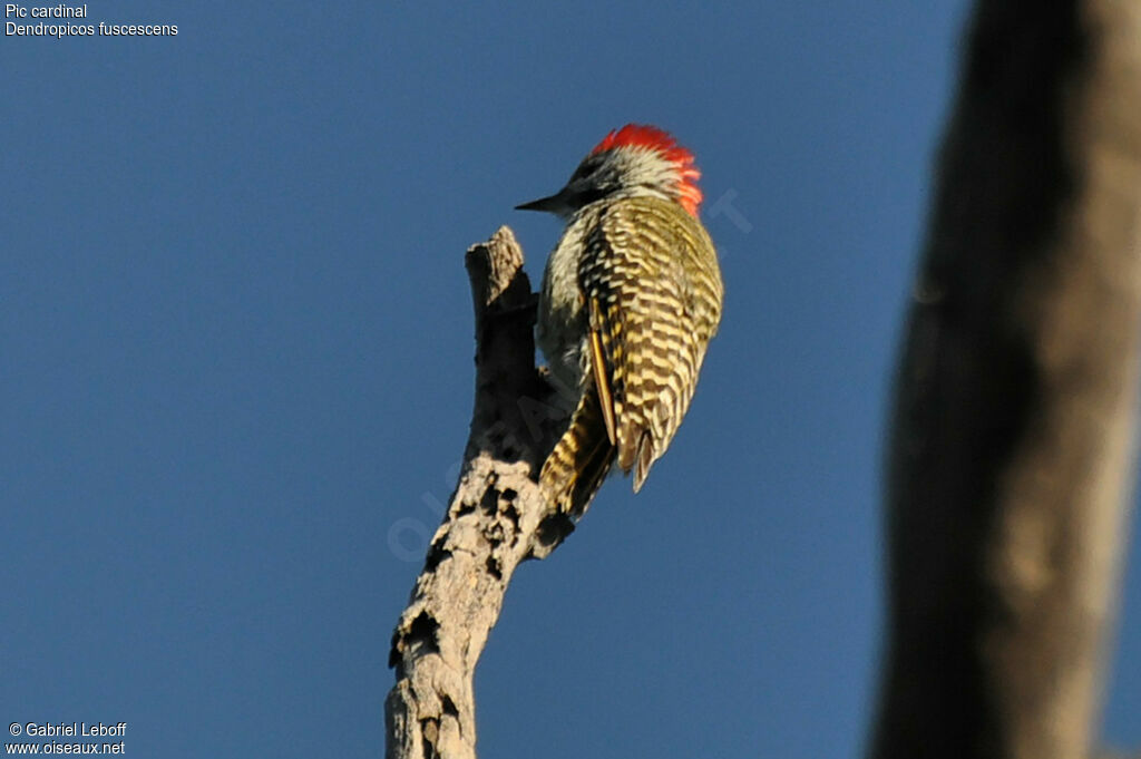 Cardinal Woodpecker